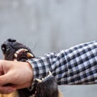 A male German shepherd bites a man by the hand.