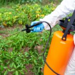 Weed killer herbicide glyphosate spraying. Non-organic vegetables.